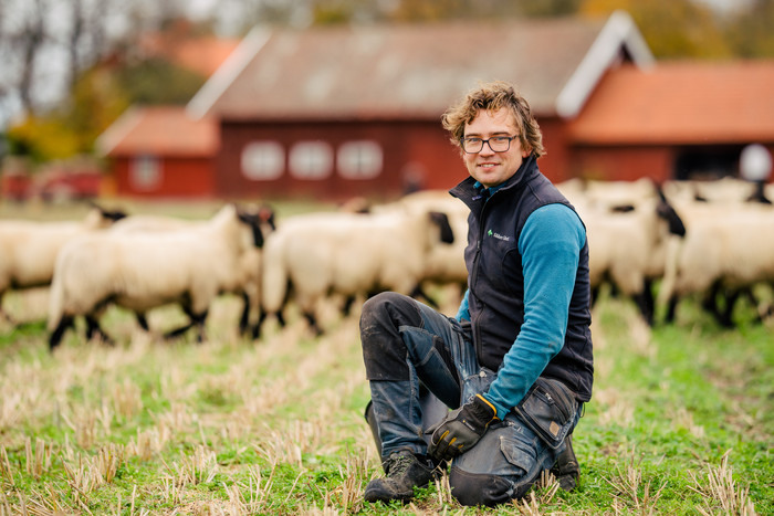 Man står på knä med får och röda hus i bakgrunden