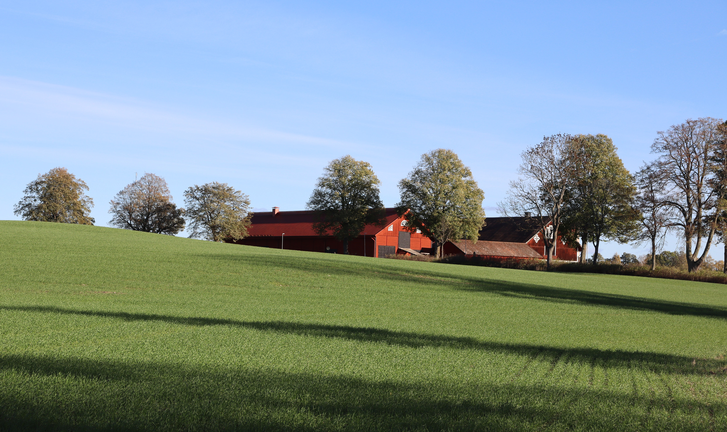 Grön gräsmatta med röd gård och träd